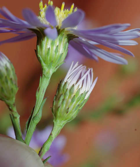 Symphyotrichum laeve (Aster laevis var. geyeri)